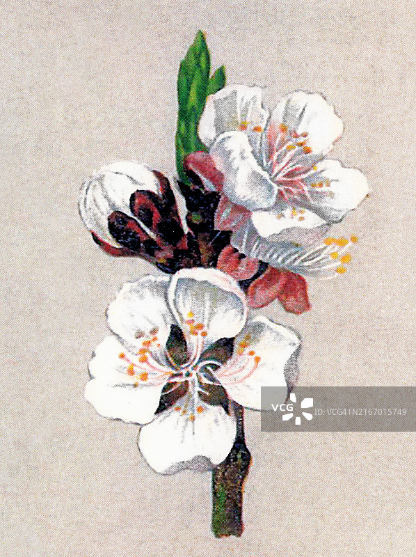 杏子植物彩色石印插图图片素材