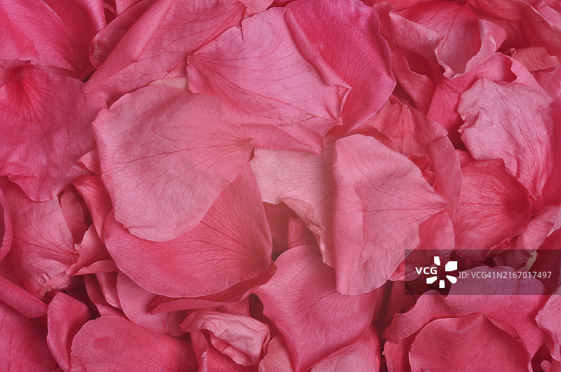 堆叠在一起的玫瑰花瓣特写图片素材