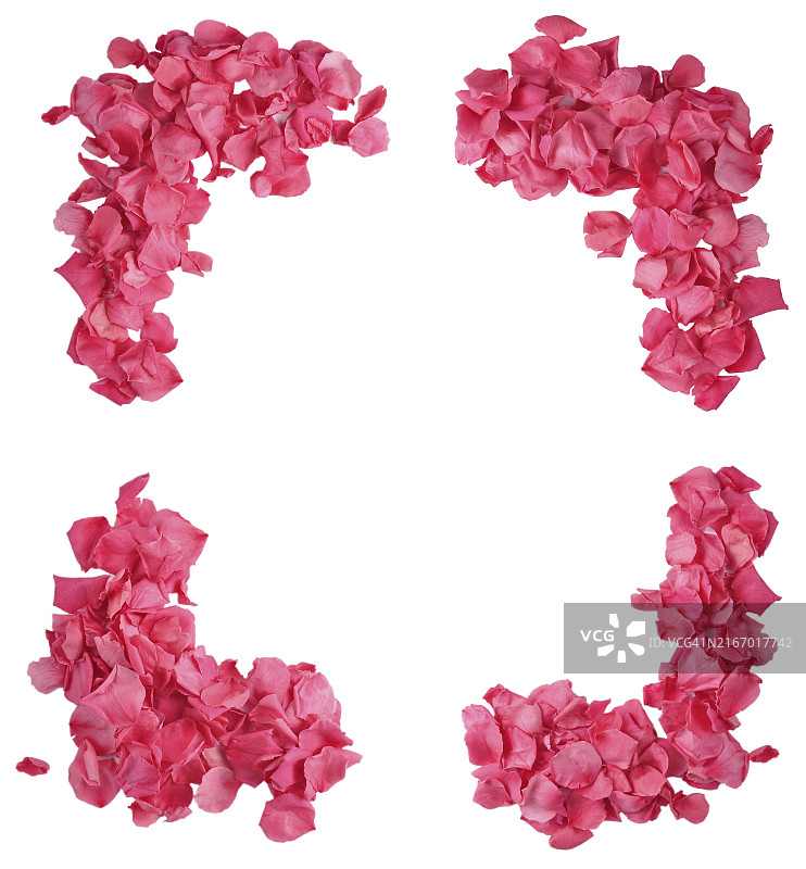 白色背景下的玫瑰花瓣框架图片素材