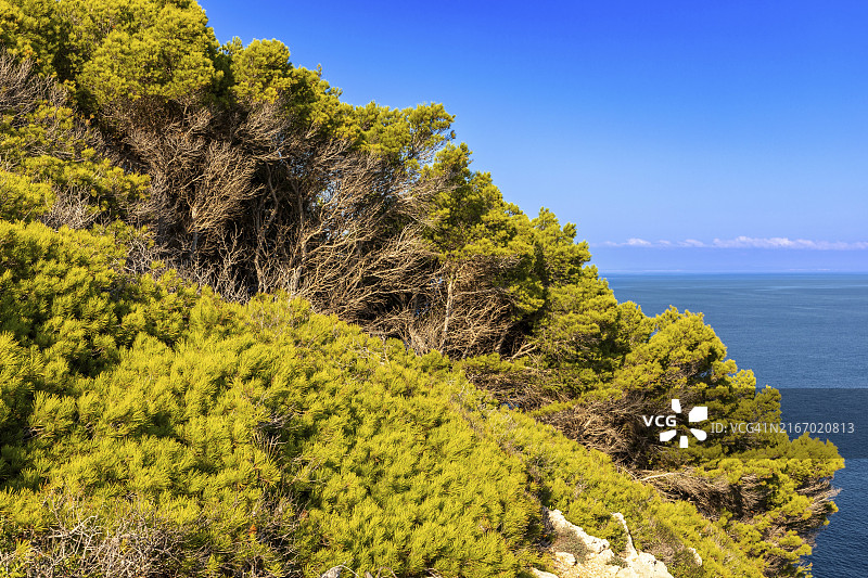 西班牙马略卡岛海岸边的松树图片素材