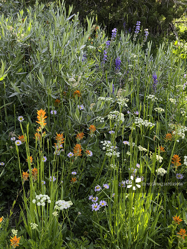 莫科勒姆尼荒野的野花，中国加利福尼亚州图片素材