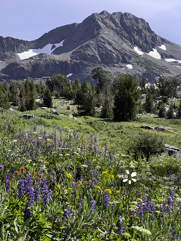 加利福尼亚莫克勒姆荒野野花图片素材