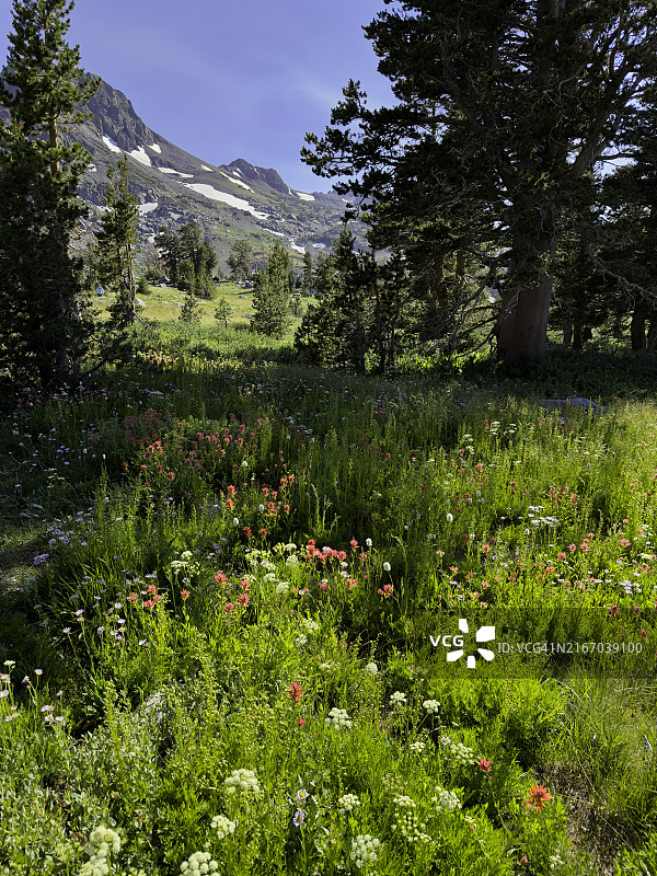 加利福尼亚州莫科卢姆内荒野高山林线中的野花图片素材