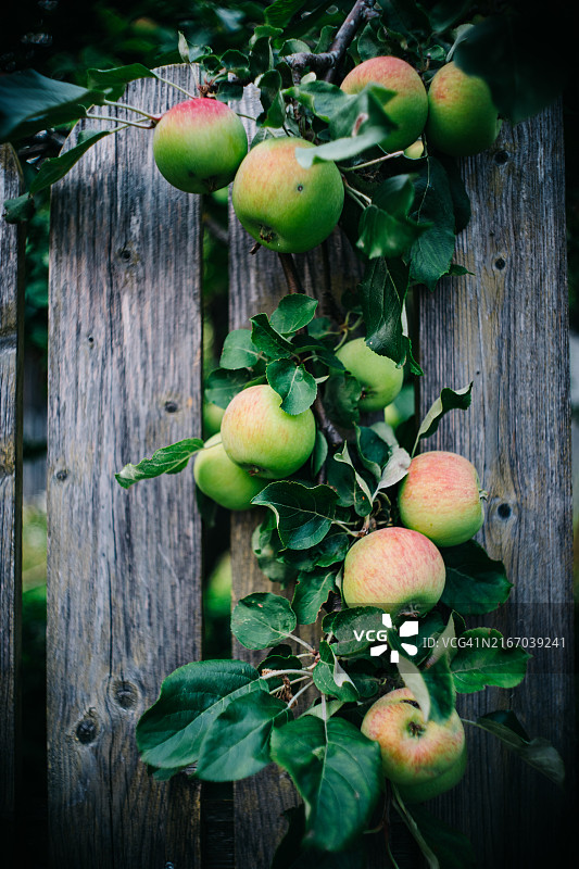 爱沙尼亚帕尔努，苹果树枝靠在旧木栅栏上图片素材