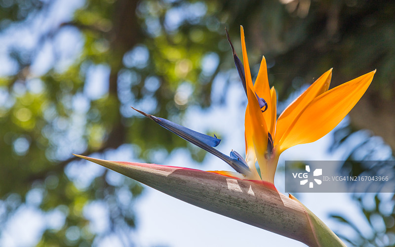 天堂鸟花图片素材