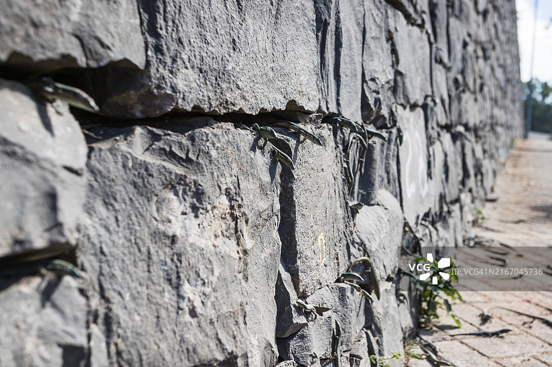 在乡村墙壁上栖息的蜥蜴图片素材