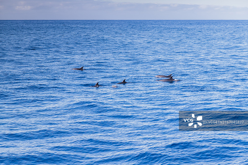 海洋中的海豚家庭图片素材