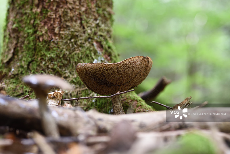 牛肝菌属图片素材