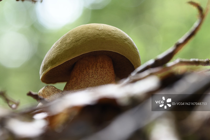 牛肝菌属图片素材
