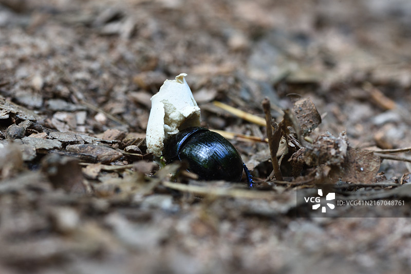 埋葬甲虫科图片素材