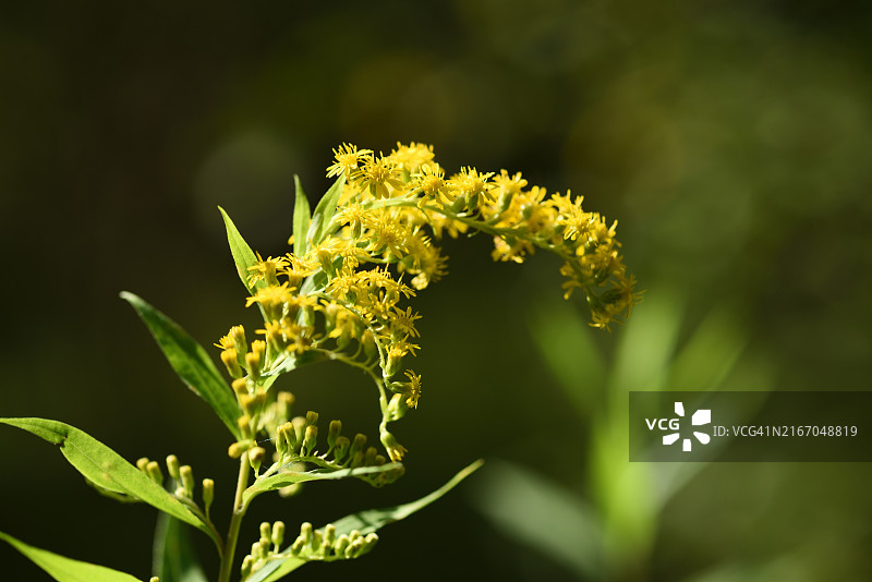 一枝黄花图片素材