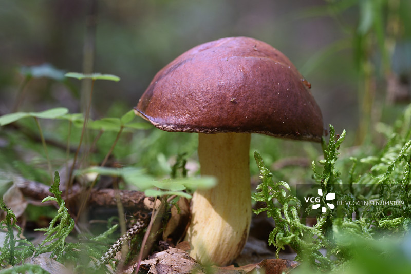 牛肝菌属图片素材