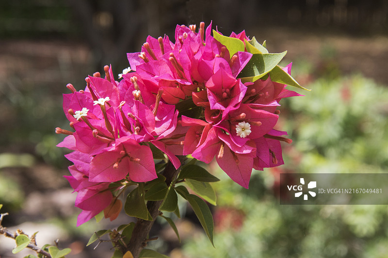 矮牵牛花图片素材