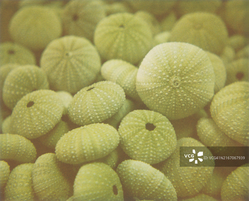 海胆壳特写，海胆内骨骼图片素材