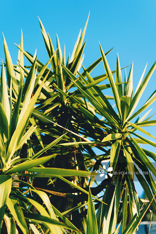 蓝天下的棕榈叶图片素材