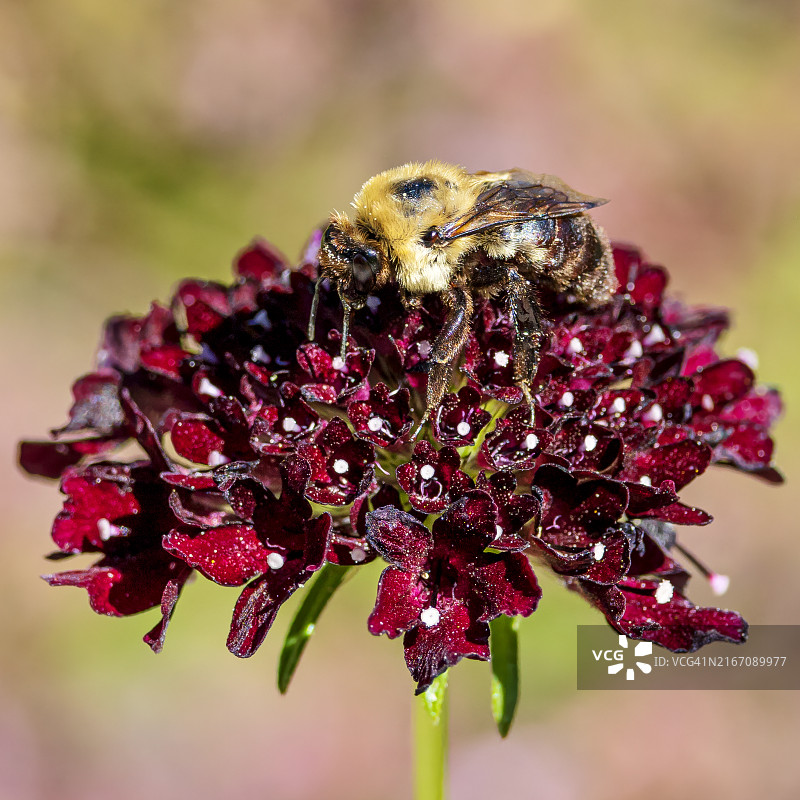忙碌的大黄蜂图片素材