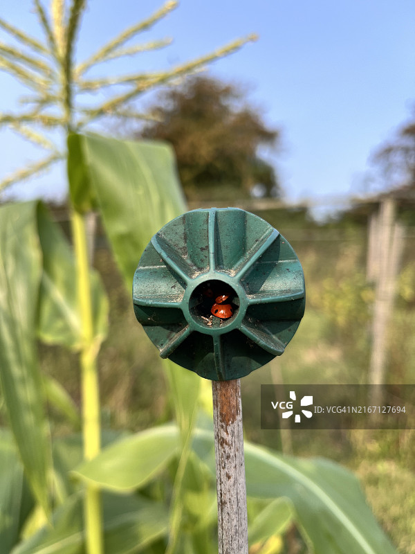 瓢虫群图片素材