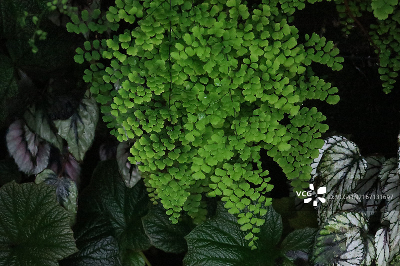 新加坡植物图片素材