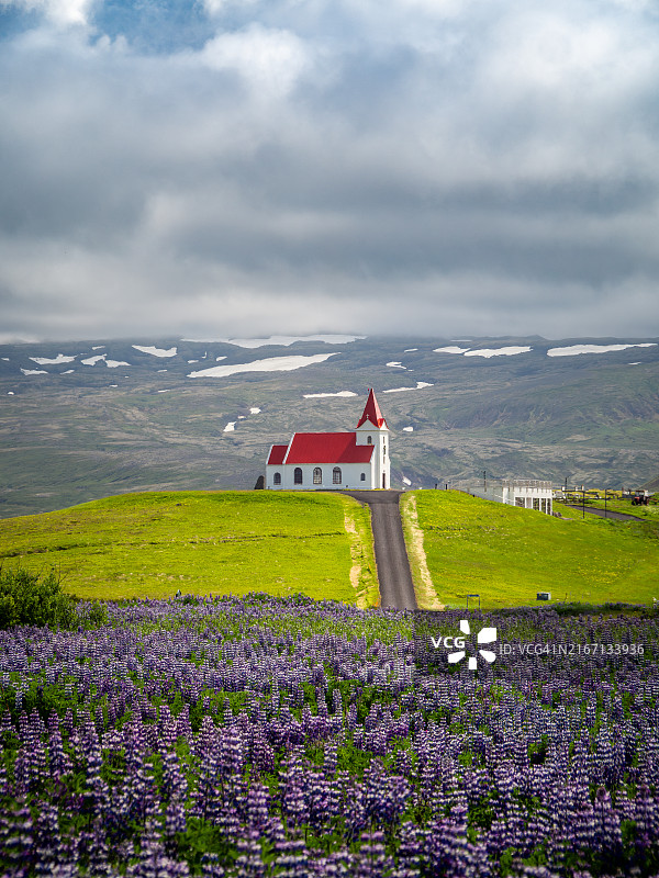 冰岛斯奈山半岛鲁冰花田与教堂图片素材