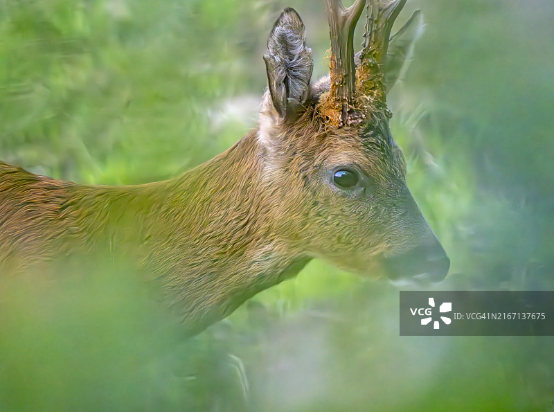 自然保护区灌木丛中的雄狍图片素材