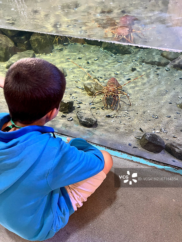 看着被捕获的“多刺龙虾”的男孩图片素材