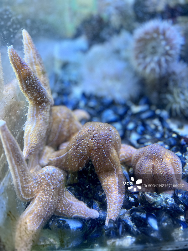 常见海星图片素材