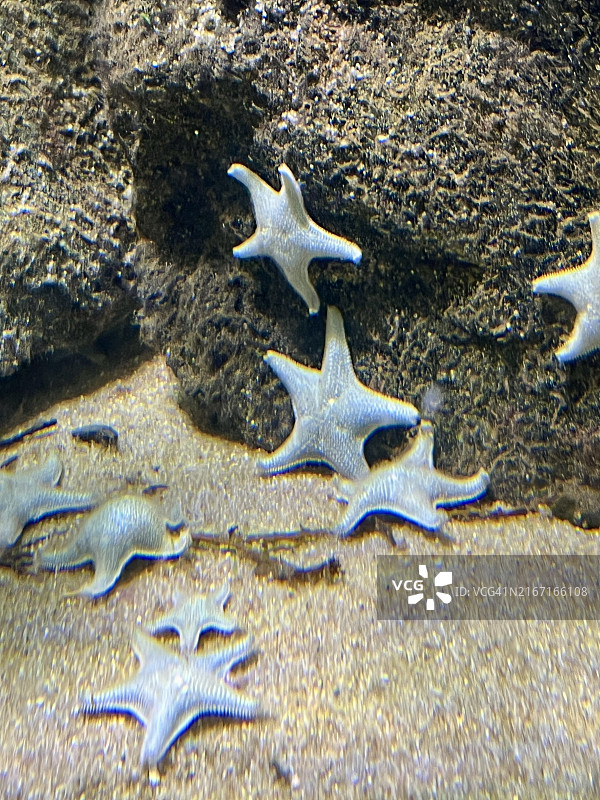 海星群图片素材