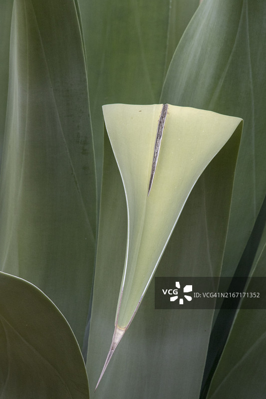 沙漠龙舌兰叶子特写图片素材