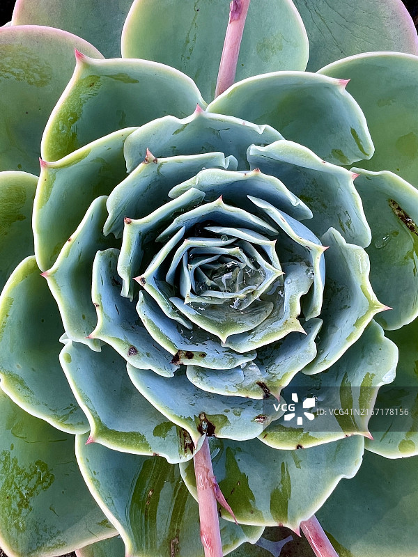 特玉莲多肉植物图片素材