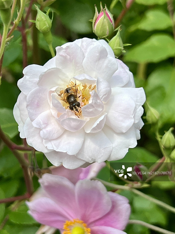 玫瑰花图片素材