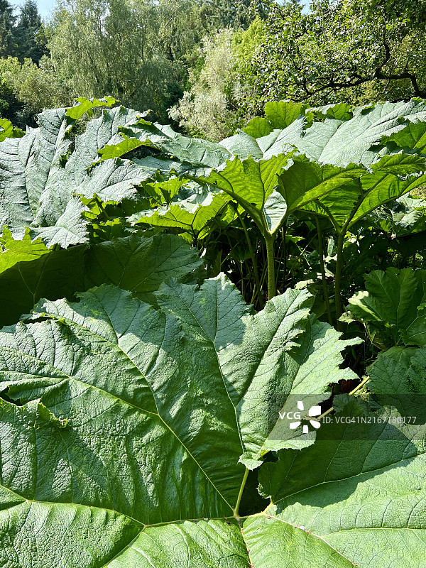 智利大黄（Gunnera tinctoria）植物叶子特写图片素材