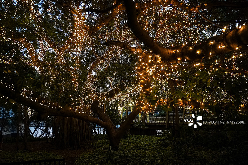 澳大利亚昆士兰州布里斯班昆士兰科技大学的树上装饰着童话灯图片素材