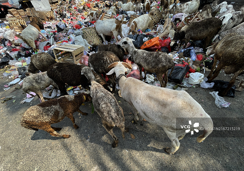牛吃垃圾图片素材