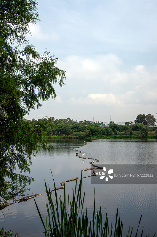 大白鹭（Ardea alba）站在墨西哥城霍奇米尔科生态公园的霍etzalin湖上漂浮的木制围栏上图片素材
