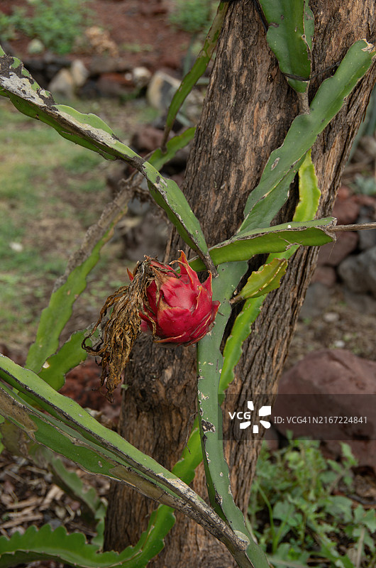 火龙果树上的火龙果图片素材