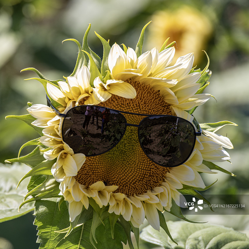 向日葵面部图片素材