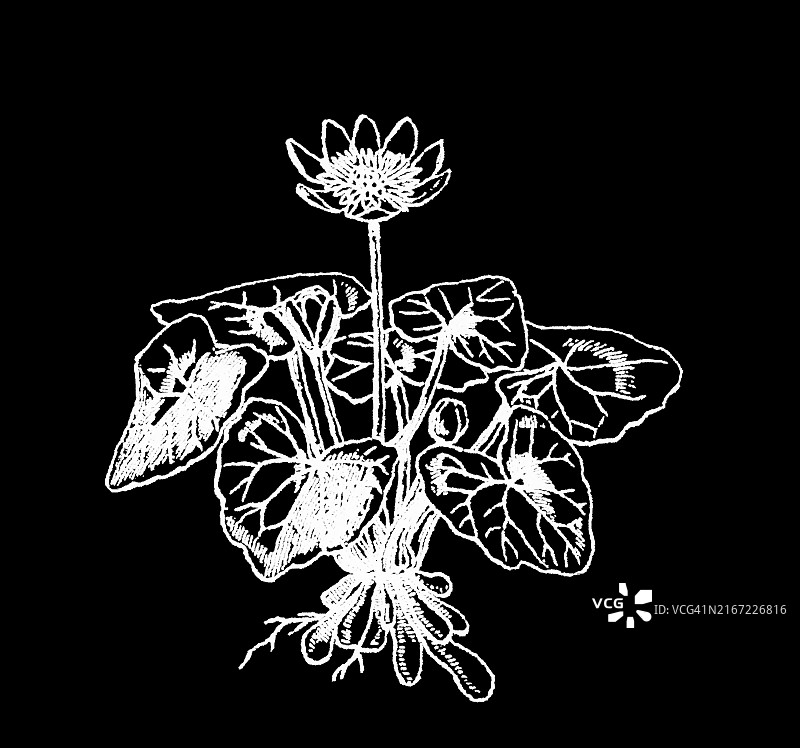 植物学古版画：白屈菜图片素材