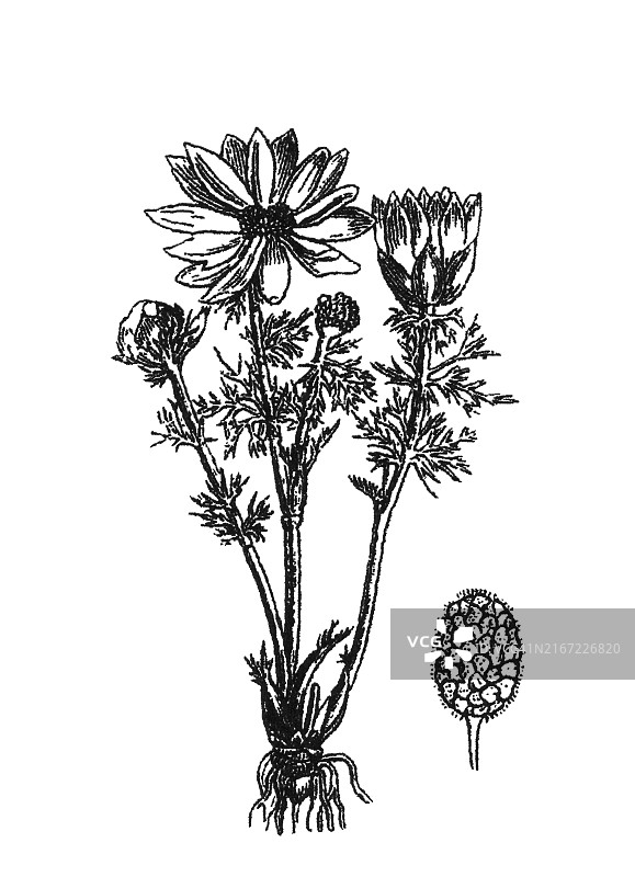 老式植物学雕刻插图：雉眼、春雉眼、黄雉眼和假藜芦 (Adonis vernalis)图片素材