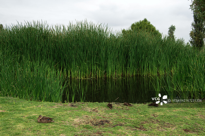 在墨西哥城霍奇米尔科生态公园阿西特拉林湖边草地上休息的鸭子图片素材