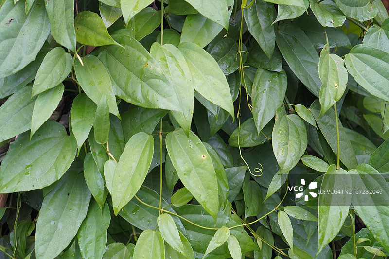 泰国草药老鸦嘴花图片素材