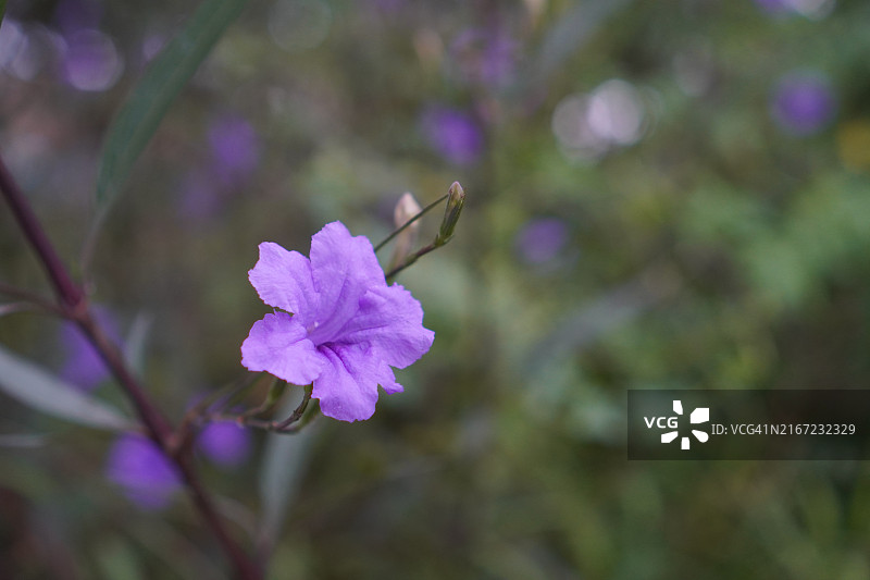 水仙花、水仙花、米尼根、铁根、小白根、爆豆荚、Cracker plant、traino、Toi ting ACANTHACEAE、Britton 's Wild、墨西哥风铃花、矮牵牛紫罗兰花，在自然背景下在花园里盛开图片素材