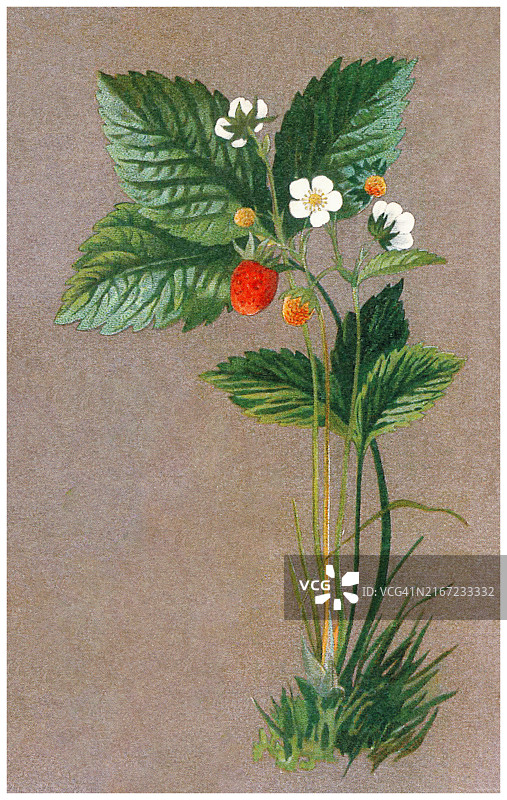 古董雕刻植物插图：野生草莓图片素材