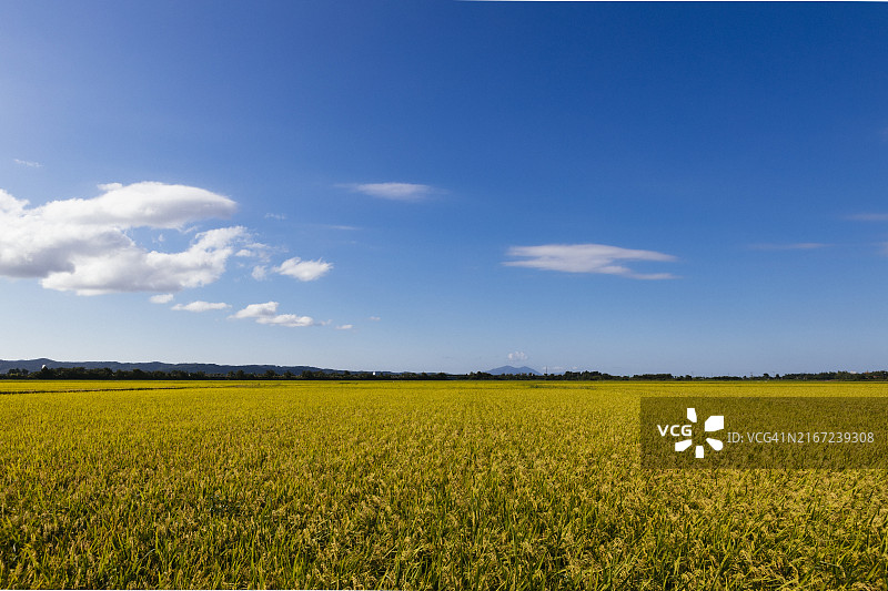 新泻县的稻田图片素材