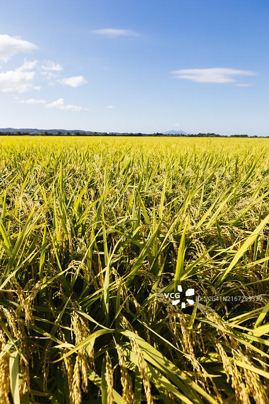 新泻县的稻田图片素材