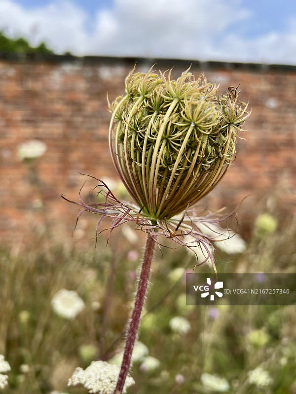 野生胡萝卜花蕾图片素材