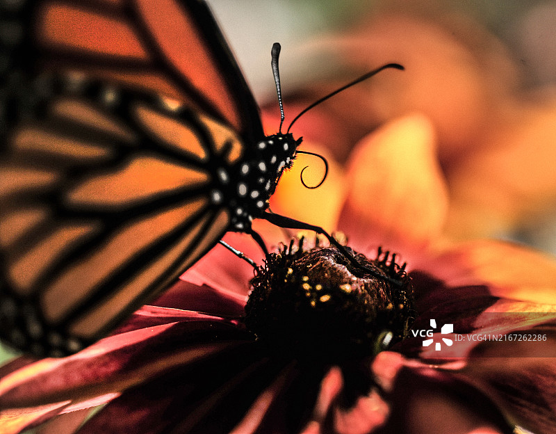 帝王蝶停留在黑眼苏珊花上，背景虚化图片素材