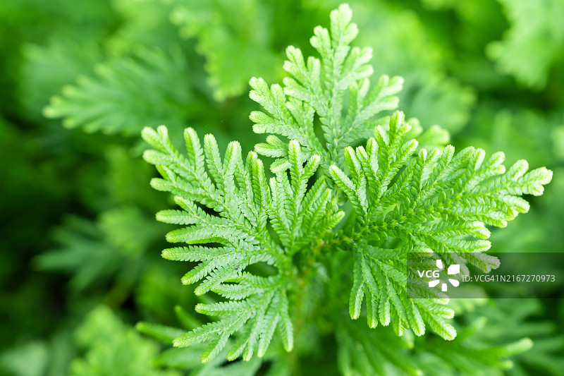 深色调的热带蕨类植物的自然绿色叶子图片素材