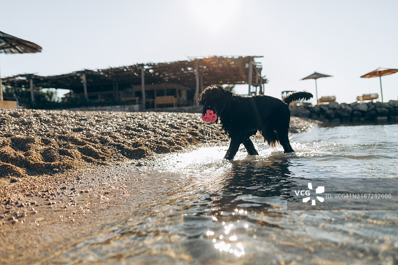 小狗在海边玩水玩具图片素材