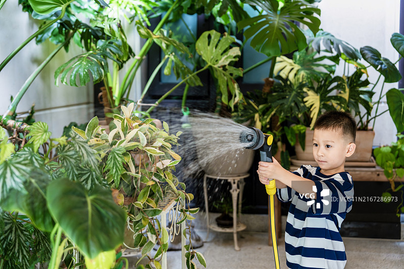 在院子里浇灌草坪的亚洲小男孩图片素材