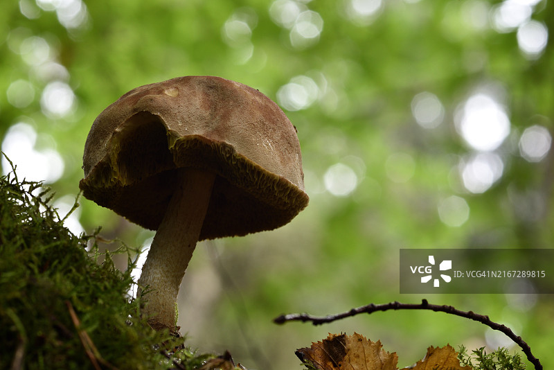 牛肝菌属图片素材
